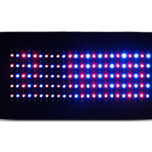 Body 264 Pad Tricolor