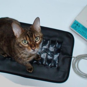 Eight Electrode Animal Pad AP08