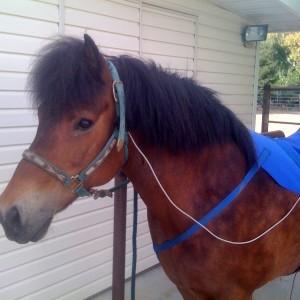 Blue Ribbon Horse Blanket BRAB