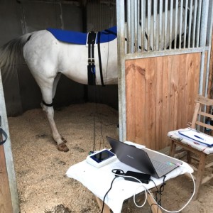 EDUCTOR Horse Harness System - White Dove