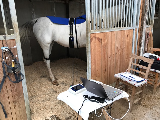 EDUCTOR Horse Harness System - White Dove