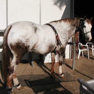 Animal-SCIO