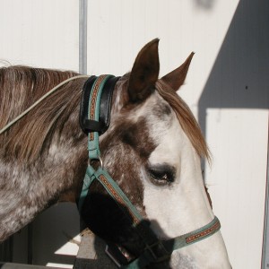 Max-and-head-harness