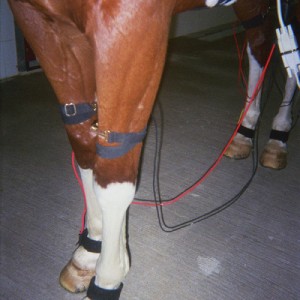Velcro-Limb-Straps
