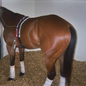 iNDIGO-Animal-System